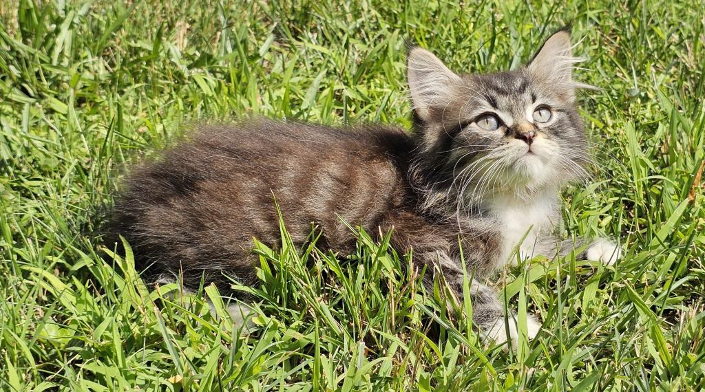 Siberian Kitten Siberian Hunter photo 8
