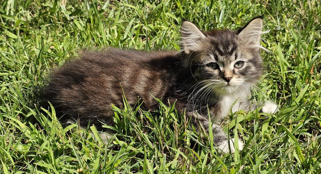 Siberian Kitten Siberian Hunter photo 6