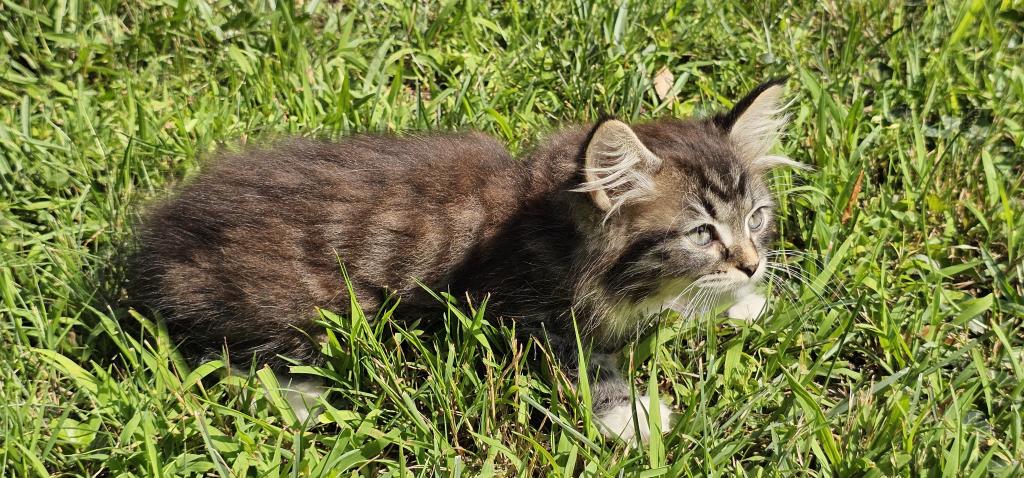 Siberian Kitten Siberian Hunter photo 9