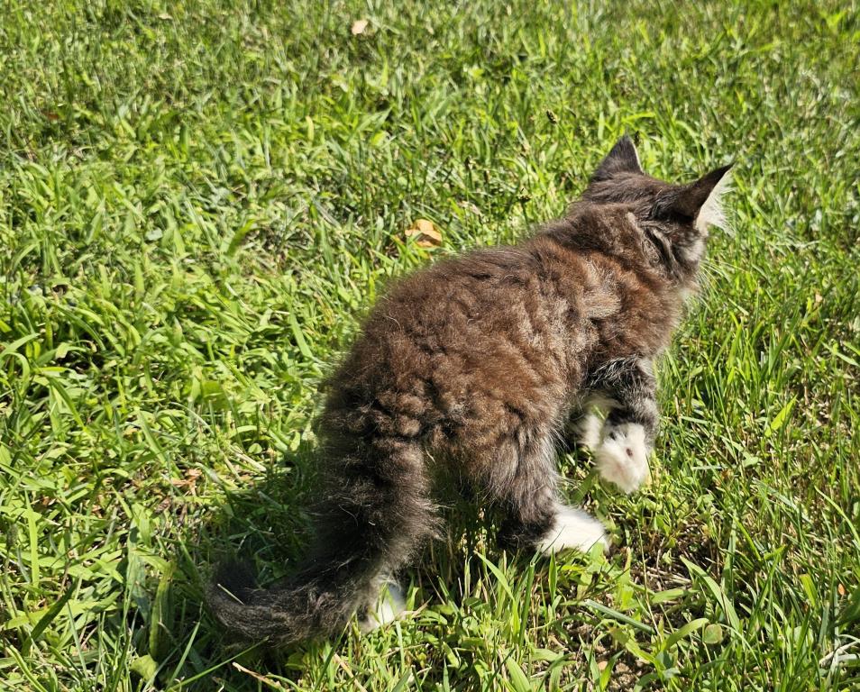 Siberian Kitten Siberian Hunter photo 3