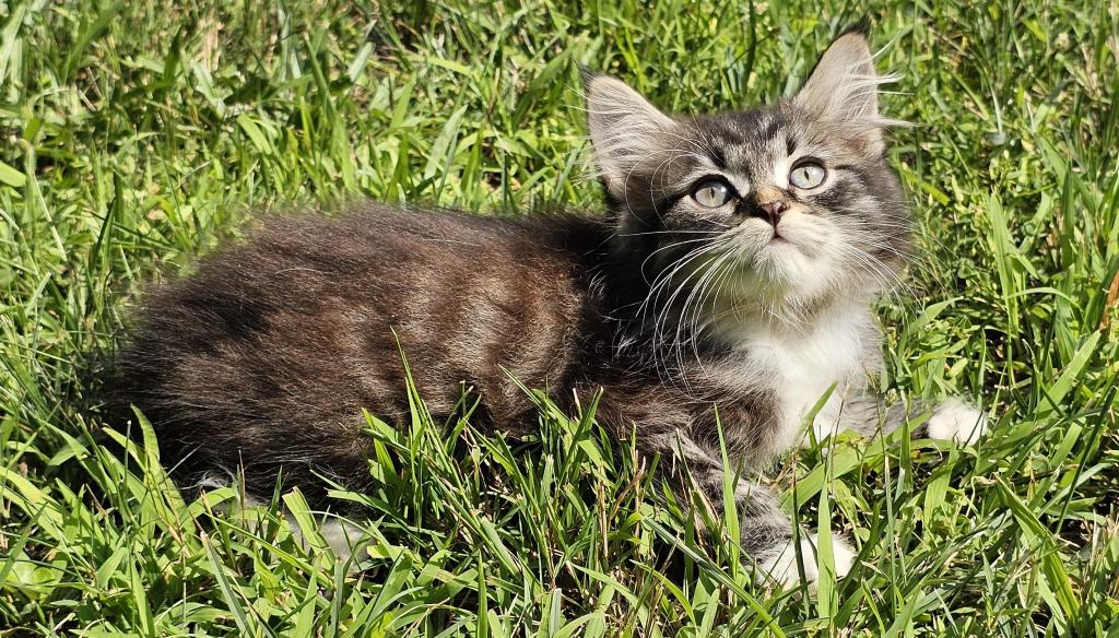 Siberian Kitten Siberian Hunter photo 7