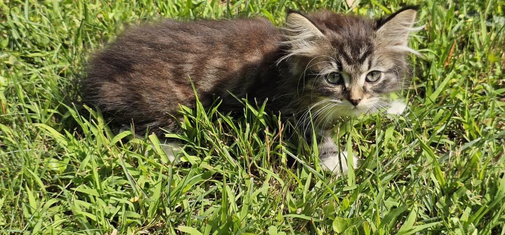 Siberian Kitten Siberian Hunter photo 10