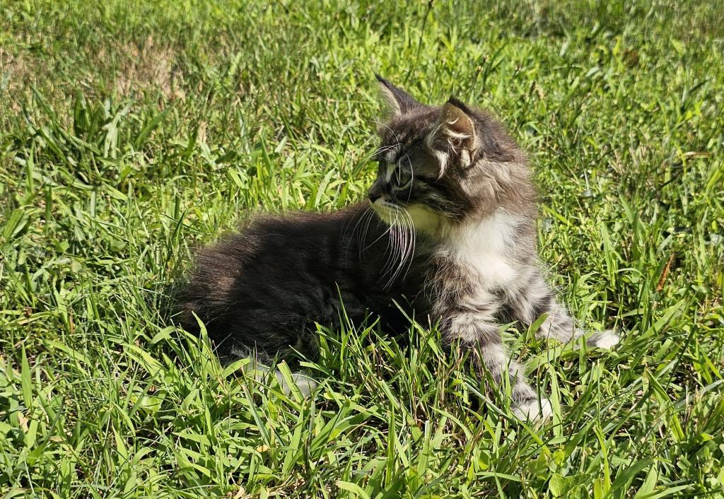 Siberian Kitten Siberian Hunter photo 5