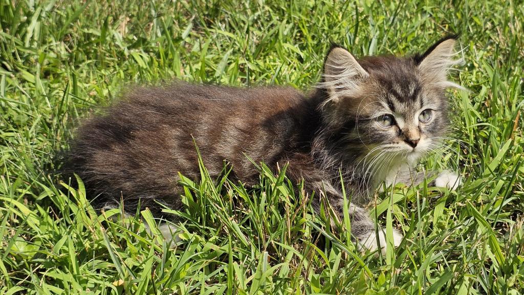 Siberian Kitten Siberian Hunter photo 11