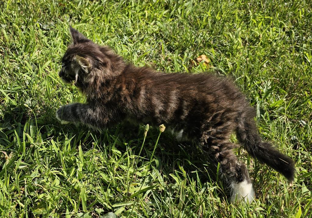 Siberian Kitten Siberian Hunter photo 2