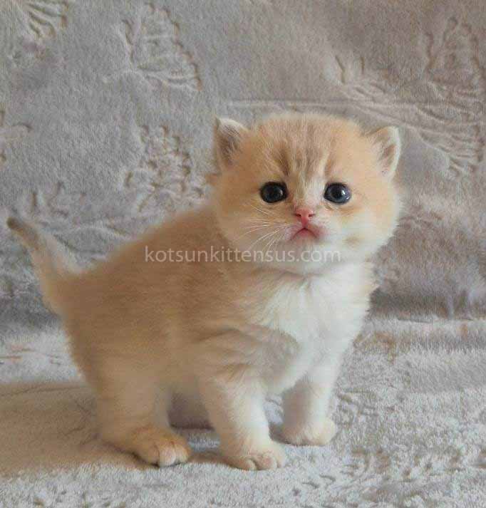 Jean Blue Golden Shell Ay 12 British Shorthair photo 4