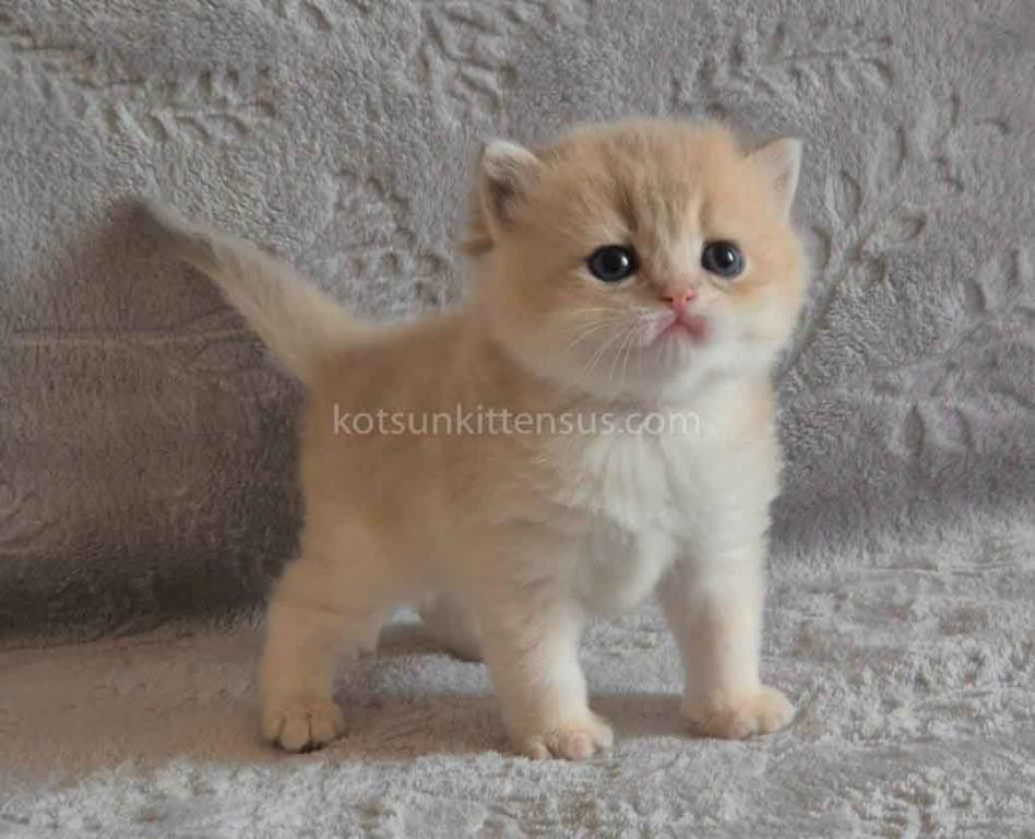 Jean Blue Golden Shell Ay 12 British Shorthair photo 5