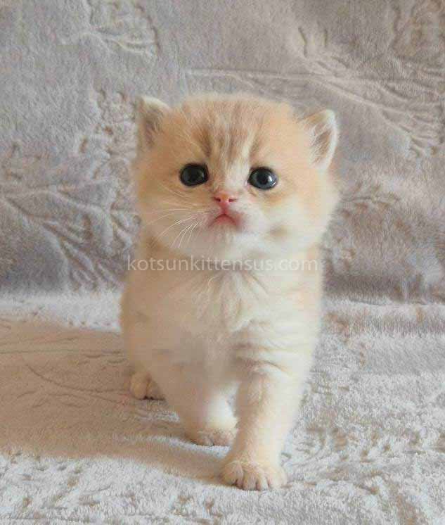 Jean Blue Golden Shell Ay 12 British Shorthair photo 3