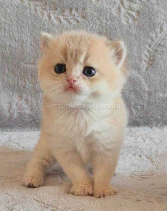 Jean Blue Golden Shell Ay 12 British Shorthair photo 2