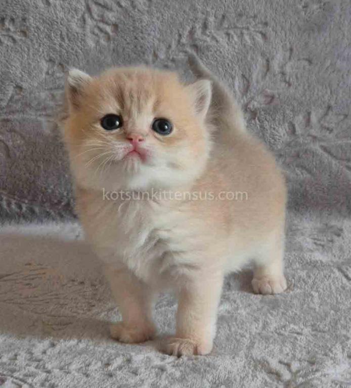 Jean Blue Golden Shell Ay 12 British Shorthair photo 1