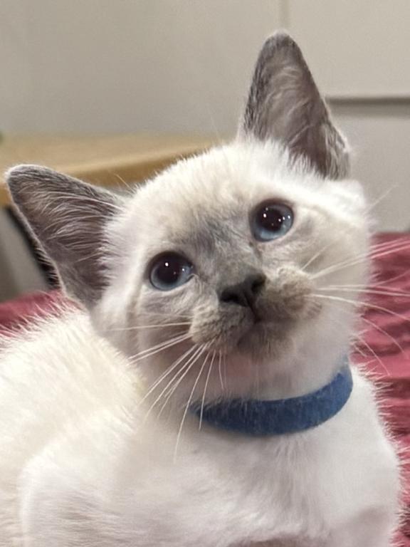 Blue Point Boy 4