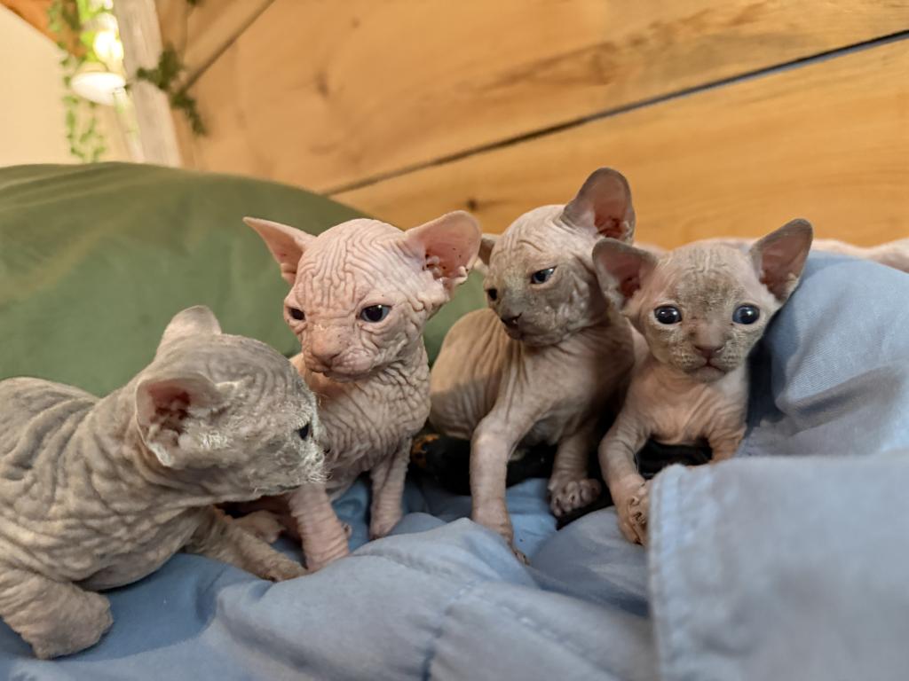 Summer Tinkerbelle Litter photo 9