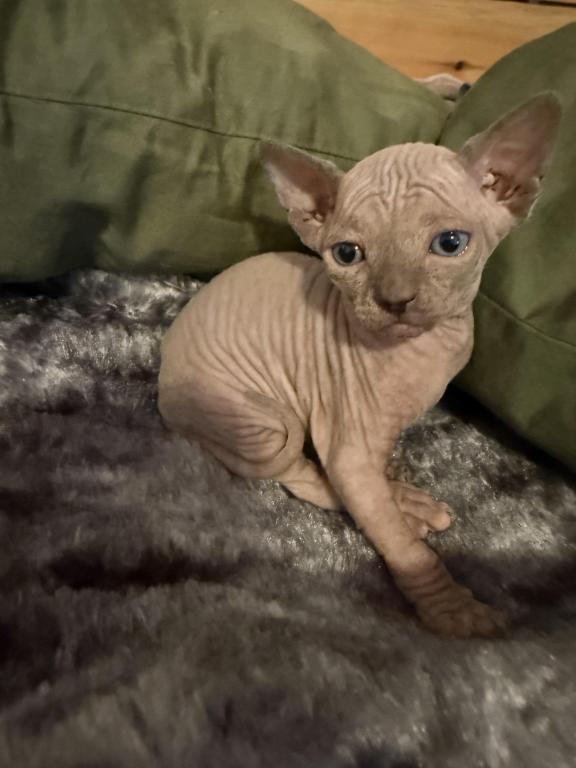 Summer Tinkerbelle Litter photo 1