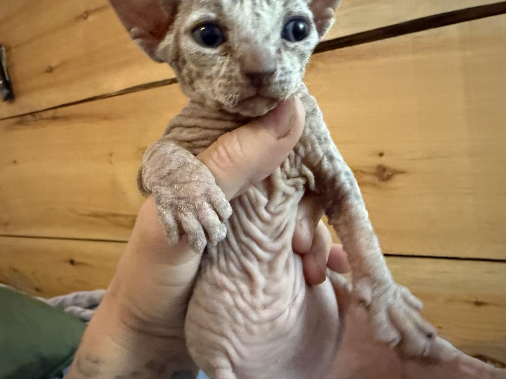 Summer Tinkerbelle Litter photo 7