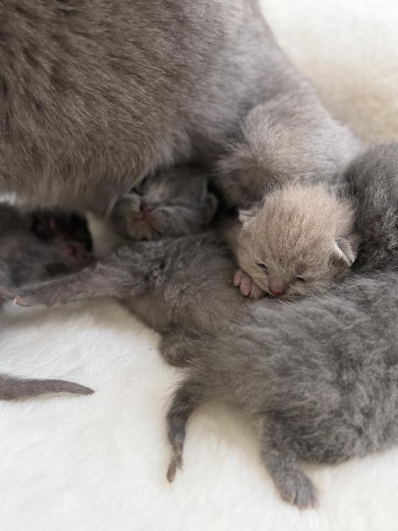 Classic Blue Scottish British Shorthair Mix photo 5