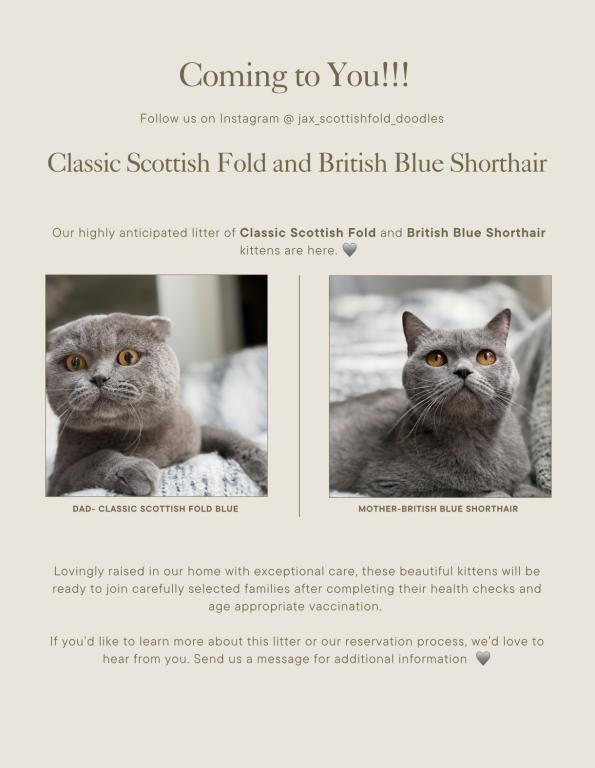 Classic Blue Scottish British Shorthair Mix photo 3