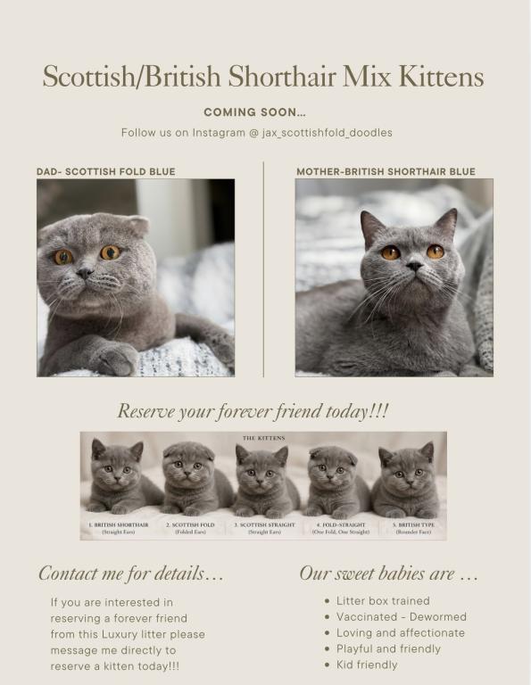 Classic Blue Scottish British Shorthair Mix photo 2