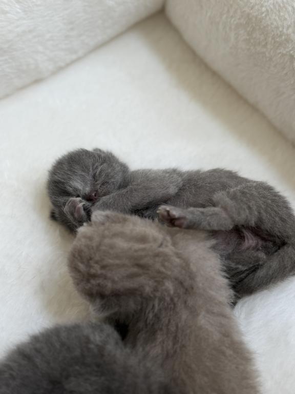 Classic Blue Scottish British Shorthair Mix photo 4