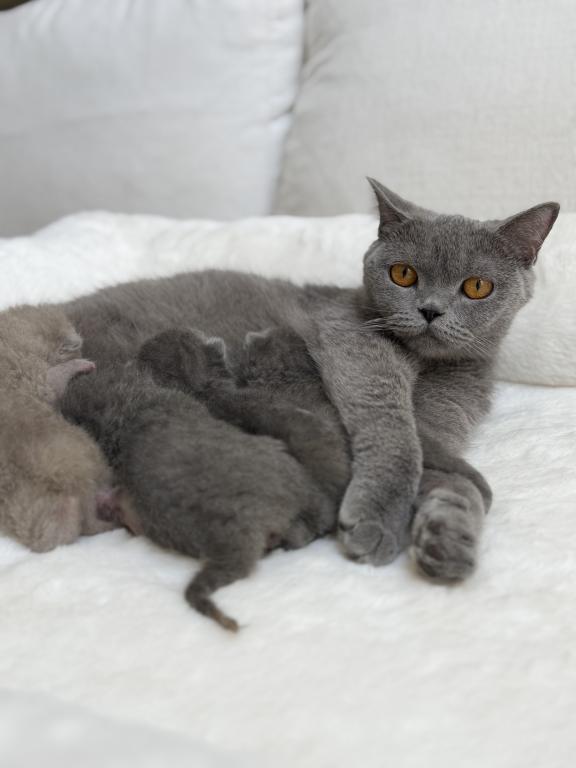 Classic Blue Scottish British Shorthair Mix