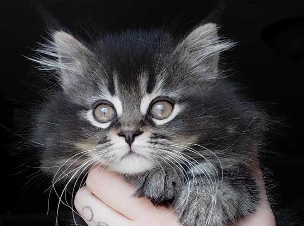 Last One Maine Coon Dollface Persian Hybrids photo 10