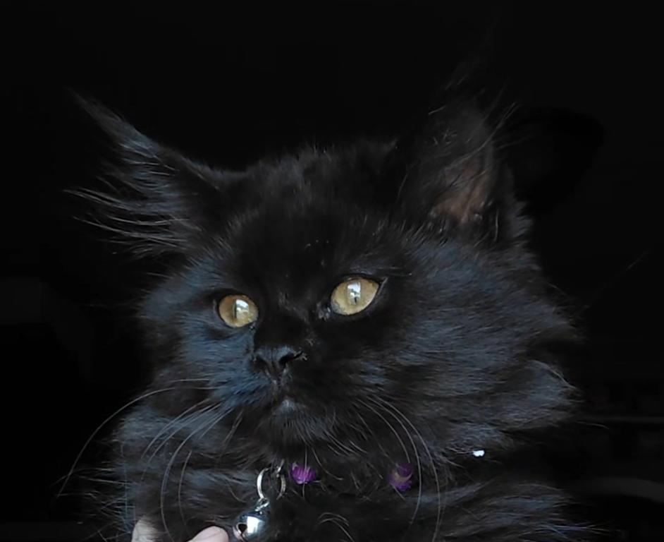 Last One Maine Coon Dollface Persian Hybrids photo 5