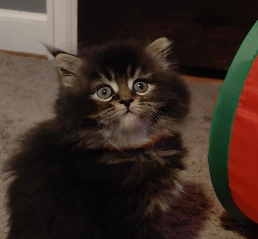 Last One Maine Coon Dollface Persian Hybrids photo 21