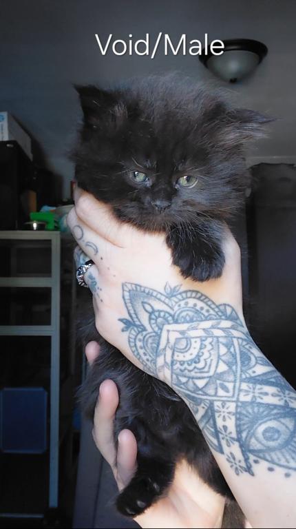 Last One Maine Coon Dollface Persian Hybrids photo 26