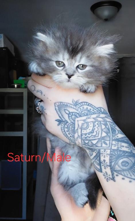 Last One Maine Coon Dollface Persian Hybrids photo 24