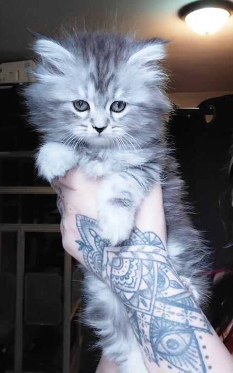 Last One Maine Coon Dollface Persian Hybrids photo 17