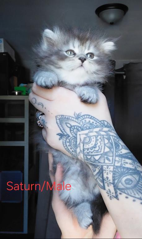 Last One Maine Coon Dollface Persian Hybrids photo 23