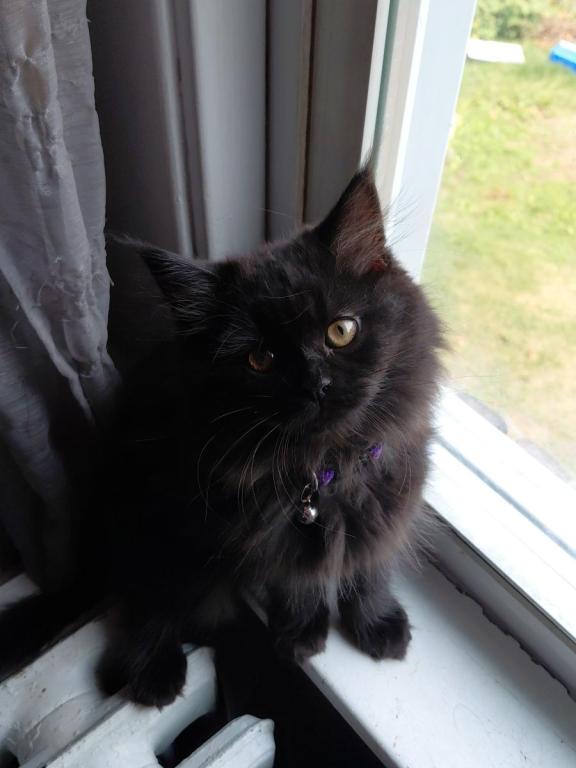 Last One Maine Coon Dollface Persian Hybrids photo 6