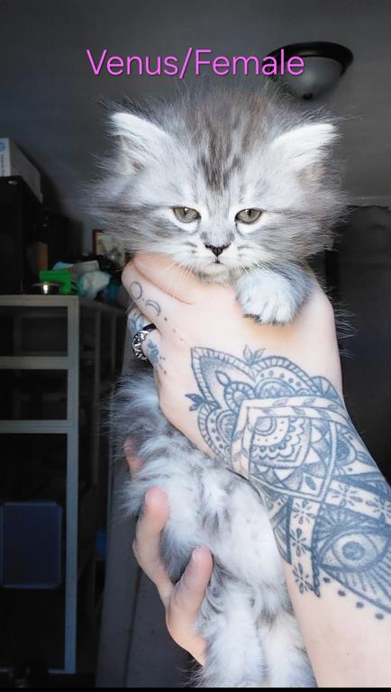 Last One Maine Coon Dollface Persian Hybrids photo 25