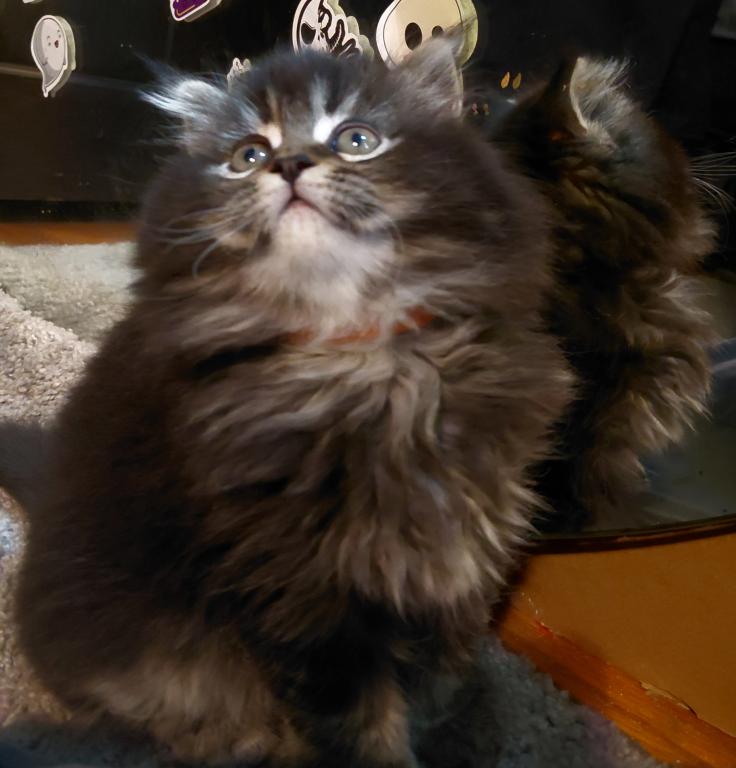 Last One Maine Coon Dollface Persian Hybrids photo 13