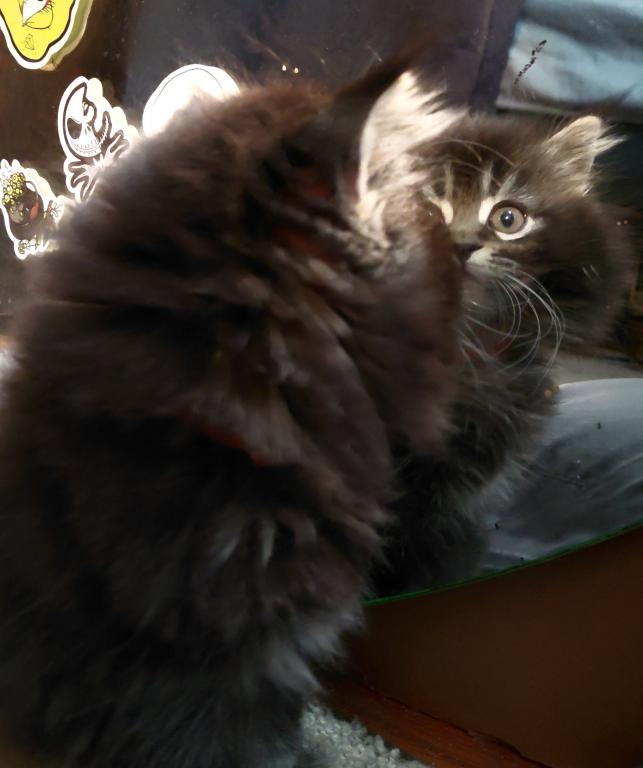Last One Maine Coon Dollface Persian Hybrids photo 14