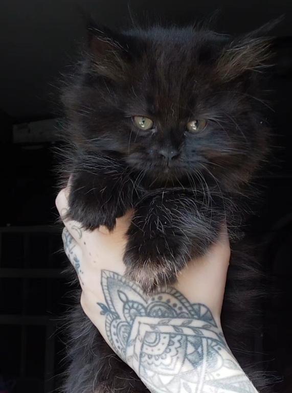 Last One Maine Coon Dollface Persian Hybrids photo 8