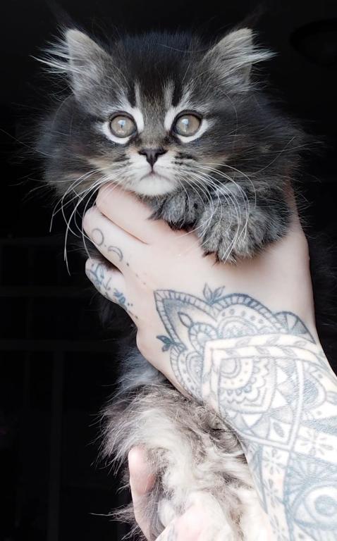 Last One Maine Coon Dollface Persian Hybrids photo 9