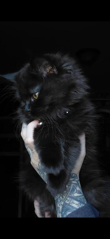 Last One Maine Coon Dollface Persian Hybrids photo 4