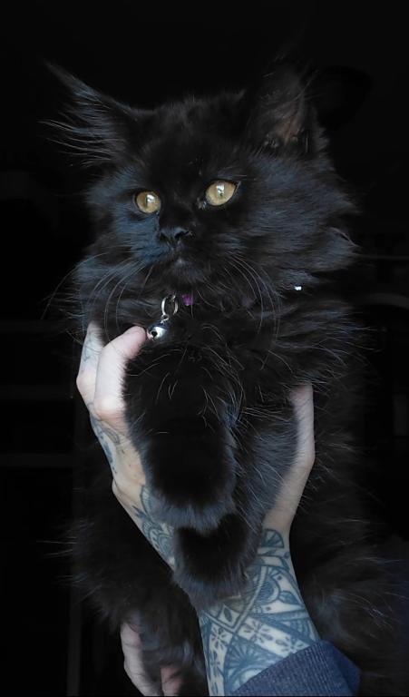 Last One Maine Coon Dollface Persian Hybrids photo 3