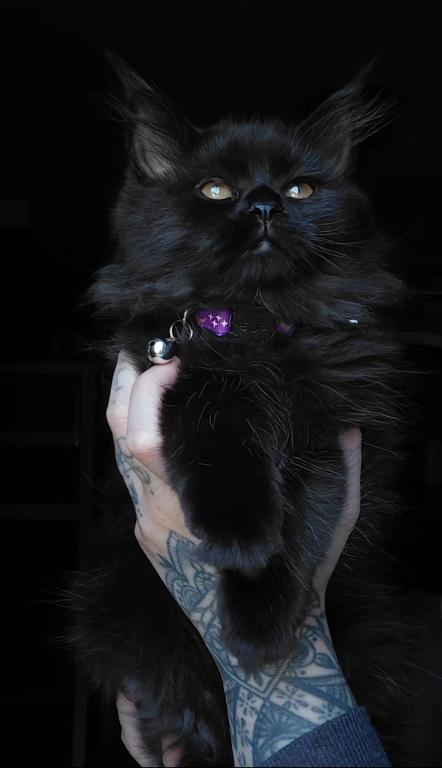 Last One Maine Coon Dollface Persian Hybrids photo 2