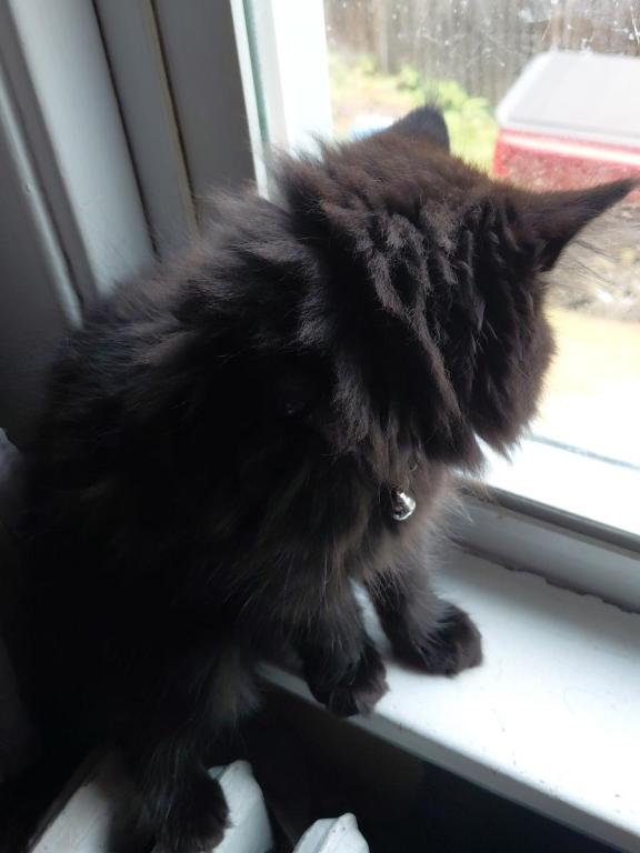 Last One Maine Coon Dollface Persian Hybrids photo 7