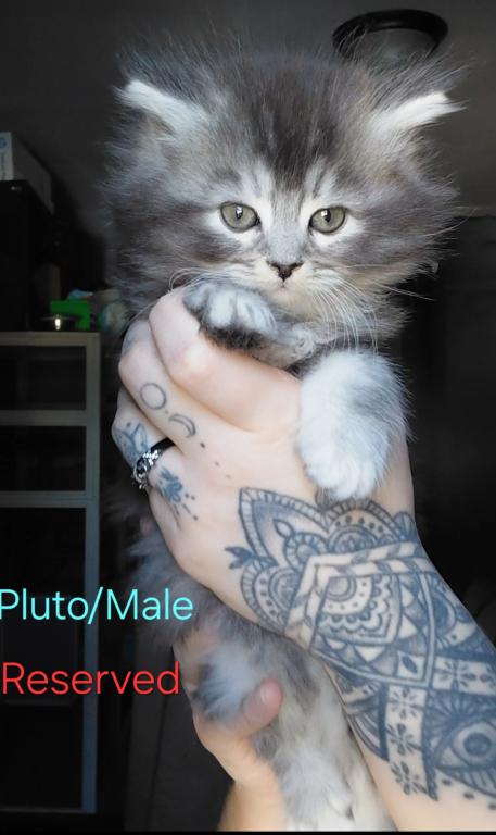 Last One Maine Coon Dollface Persian Hybrids photo 22