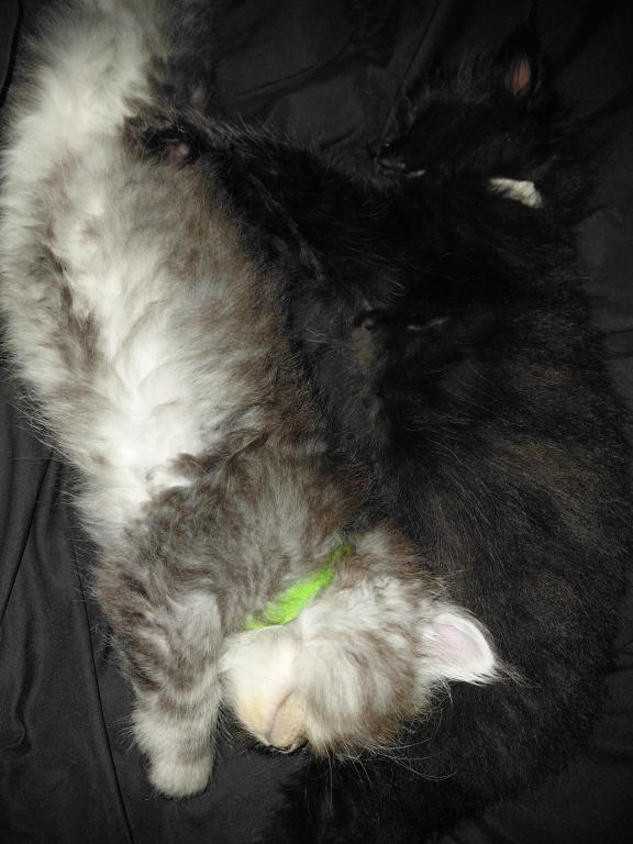 Last One Maine Coon Dollface Persian Hybrids photo 19