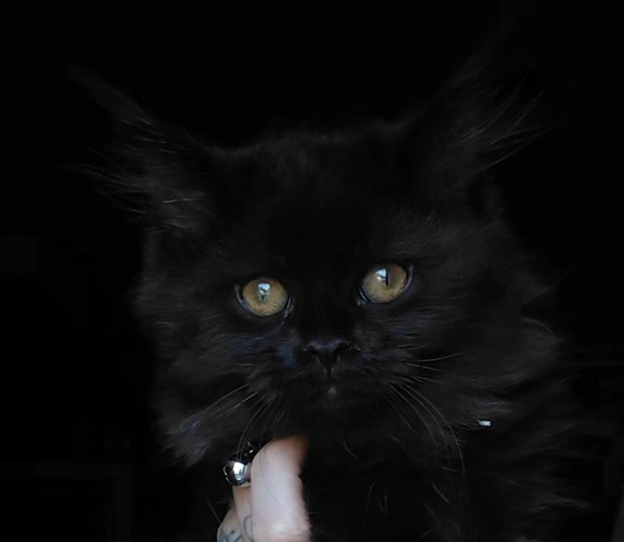 Last One Maine Coon Dollface Persian Hybrids