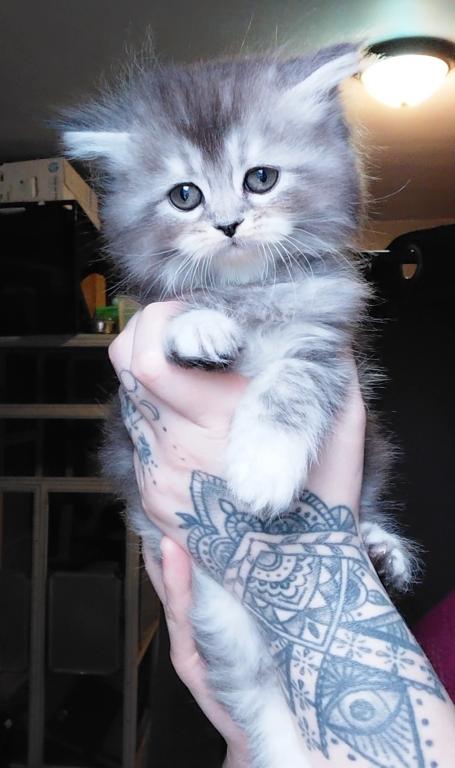 Last One Maine Coon Dollface Persian Hybrids photo 16