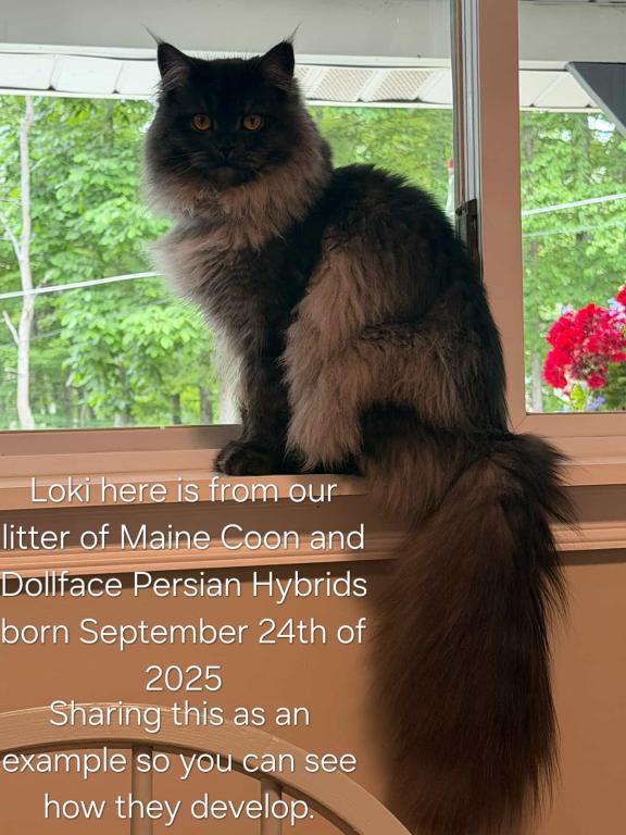 Last One Maine Coon Dollface Persian Hybrids photo 15
