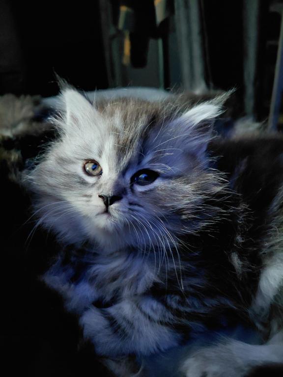Last One Maine Coon Dollface Persian Hybrids photo 20