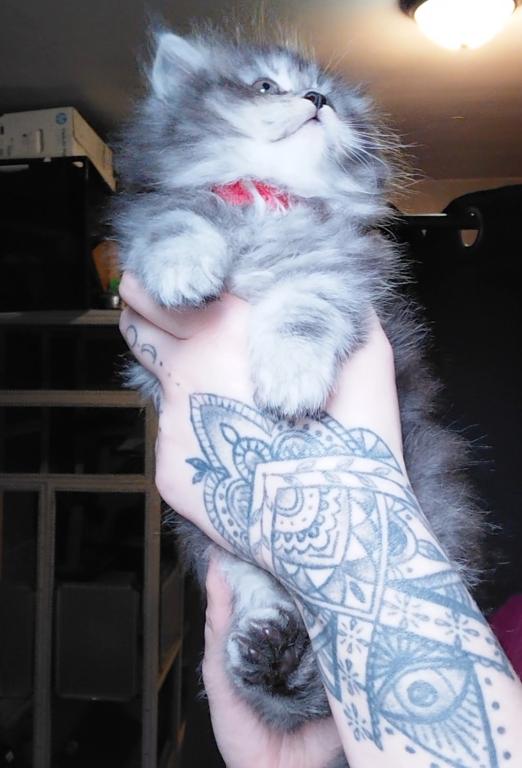 Last One Maine Coon Dollface Persian Hybrids photo 18