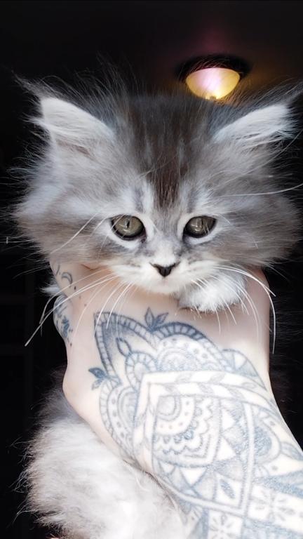 Last One Maine Coon Dollface Persian Hybrids photo 11