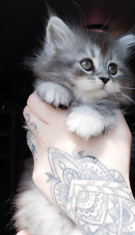Last One Maine Coon Dollface Persian Hybrids photo 12