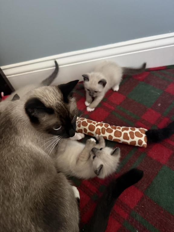 Siamese Kittens photo 12